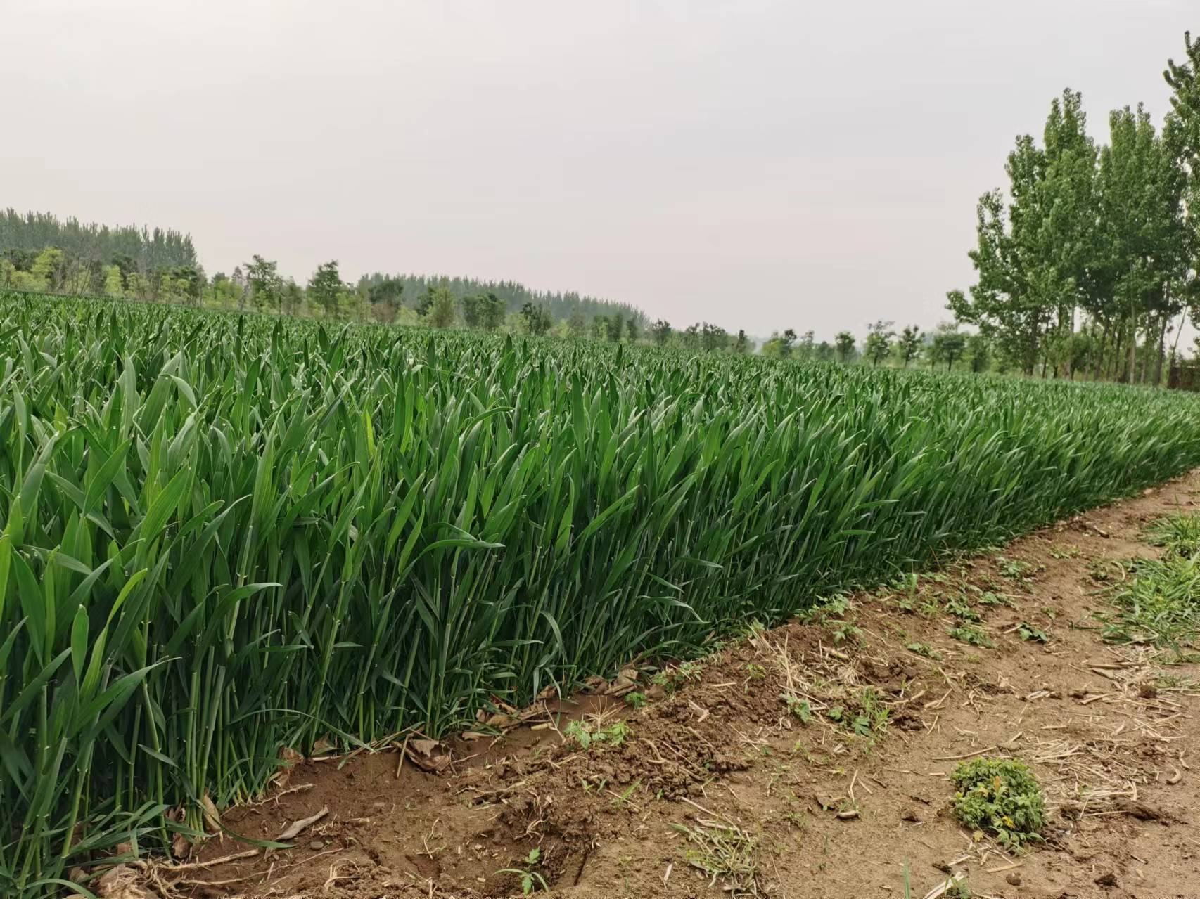 怎样正确挑选高产稳产的小麦品种？