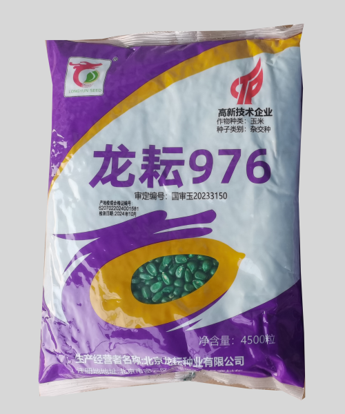 龙耘976 三国审 抗倒抗锈抗青枯